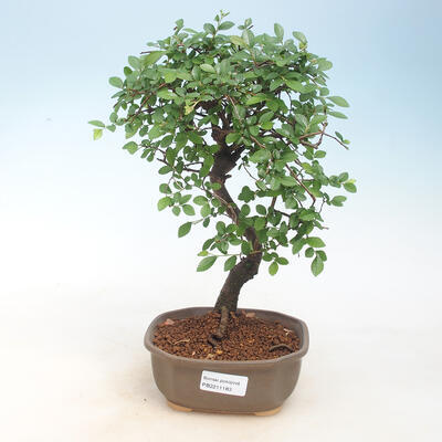 Kryty bonsai - Ulmus parvifolia - Wiąz mały liść - 1