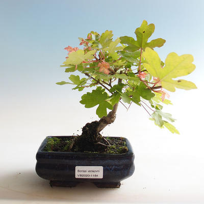 Outdoor bonsai-Acer campestre-Babyka klon - 1
