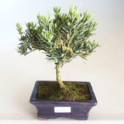 Kryty bonsai - Podocarpus - Cis kamienny PB2201184 - 1