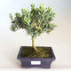 Kryty bonsai - Podocarpus - Cis kamienny PB2201184 - 1/2