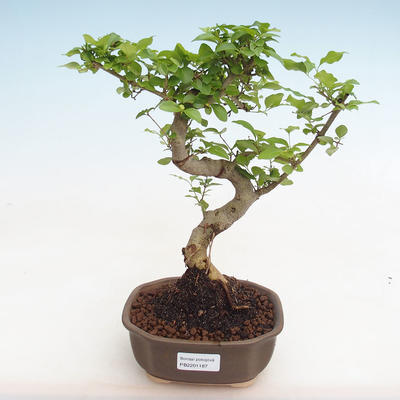 Kryty bonsai -Ligustrum chinensis - dziób ptaka PB2201187