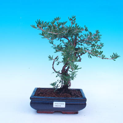 Outdoor bonsai krzew -Mochna - Potentilla fruticosa - 1