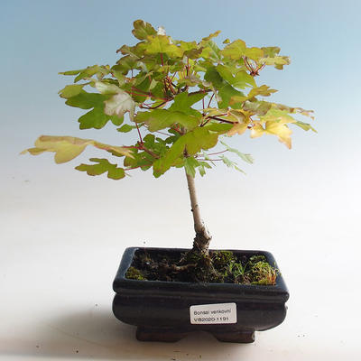 Outdoor bonsai-Acer campestre-Babyka klon - 1