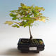Outdoor bonsai-Acer campestre-Babyka klon - 1/2