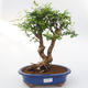 Pokój bonsai-Punica granatum nana-Granat - 1/3