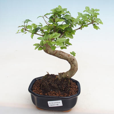 Kryty bonsai -Ligustrum chinensis - Ptasi dziób PB2201196