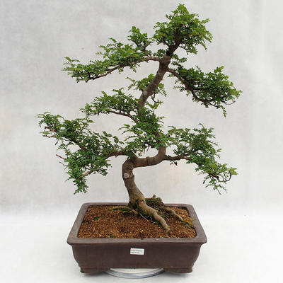 Kryty bonsai - Zantoxylum piperitum - Drzewo pieprzowe PB2191200 - 1