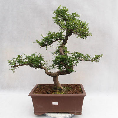 Kryty bonsai - Zantoxylum piperitum - Drzewo papryki PB2191201 - 1