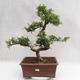 Kryty bonsai - Zantoxylum piperitum - Drzewo papryki PB2191201 - 1/5