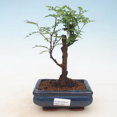 Room bonsai - Zantoxylum piperitum - pieprz - 1