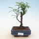 Room bonsai - Zantoxylum piperitum - pieprz - 1/4