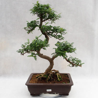 Kryty bonsai - Zantoxylum piperitum - Drzewo papryki PB2191202 - 1