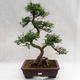Kryty bonsai - Zantoxylum piperitum - Drzewo papryki PB2191202 - 1/5