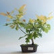 Outdoor bonsai-Quercus robur-Dąb letni - 1/2