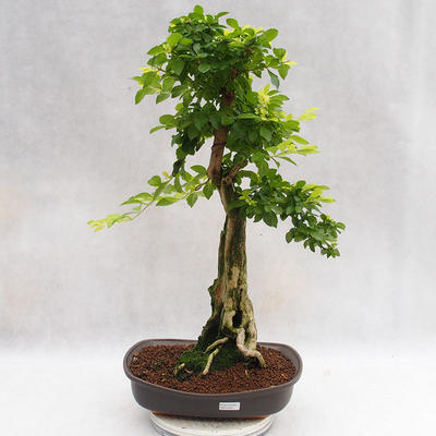 Kryty bonsai - Duranta erecta Aurea PB2191203 - 1