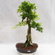 Kryty bonsai - Duranta erecta Aurea PB2191203 - 1/7