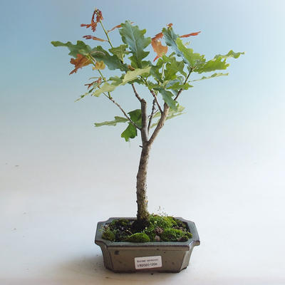 Outdoor bonsai-Quercus robur-Dąb letni - 1