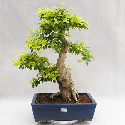 Kryty bonsai - Duranta erecta Aurea PB2191206 - 1