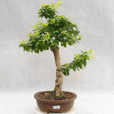Kryty bonsai - Duranta erecta Aurea PB2191207 - 1