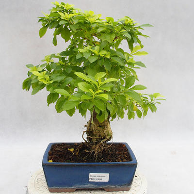 Kryty bonsai - Duranta erecta Aurea PB2191208 - 1