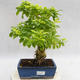 Kryty bonsai - Duranta erecta Aurea PB2191208 - 1/6