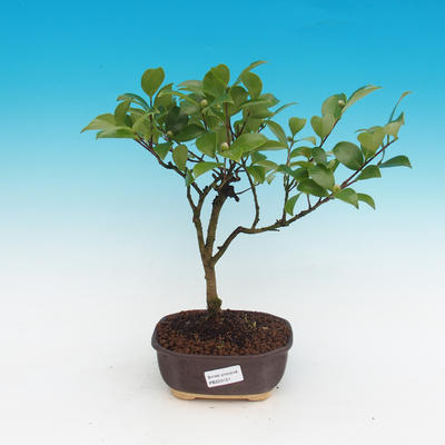 Pokój-bonsai Kamelia-euphlebia