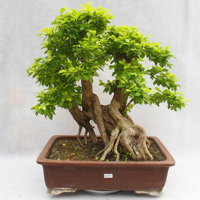 Kryty bonsai - Duranta erecta Aurea PB2191210 - 1