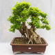 Kryty bonsai - Duranta erecta Aurea PB2191210 - 1/7
