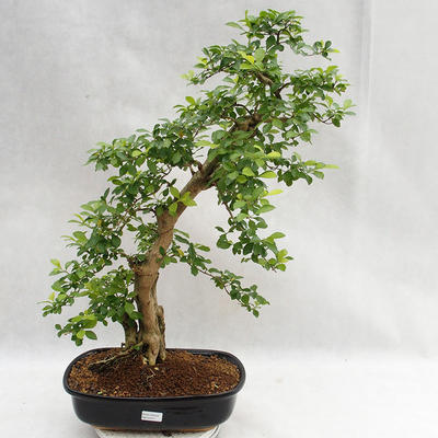 Kryty bonsai - Duranta erecta Aurea PB2191211 - 1