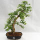 Kryty bonsai - Duranta erecta Aurea PB2191211 - 1/7