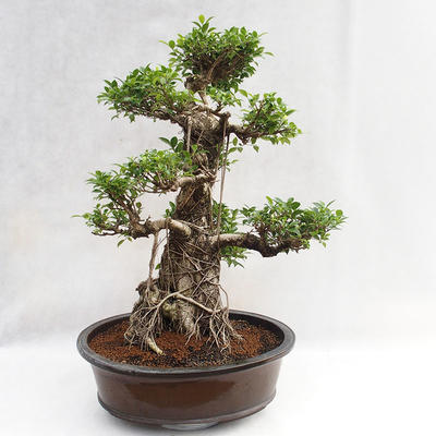Kryty bonsai - kimono Ficus - figowiec mały liść PB2191217 - 1