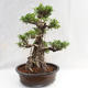 Kryty bonsai - kimono Ficus - figowiec mały liść PB2191217 - 1/6