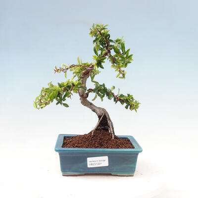 Outdoor bonsai-Pyracanta Teton-Hawthorn - 1