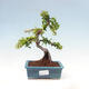 Outdoor bonsai-Pyracanta Teton-Hawthorn - 1/5