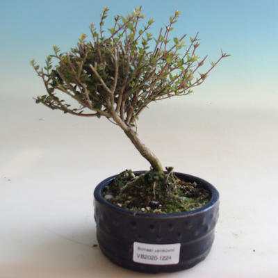 Outdoor bonsai-Lonicera nitida-wiciokrzew - 1