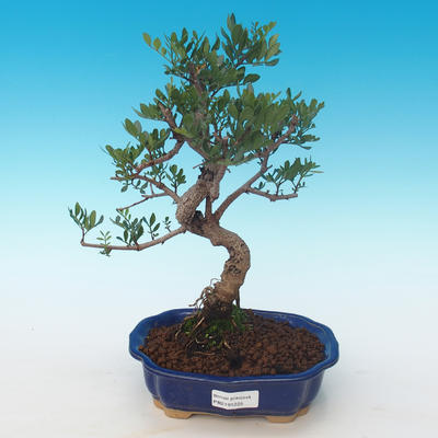 Indoor bonsai-Pistachio PB2191225 - 1