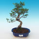 Indoor bonsai-Pistachio PB2191225 - 1/3