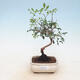 Pokojowe pistacje bonsai - 1/2