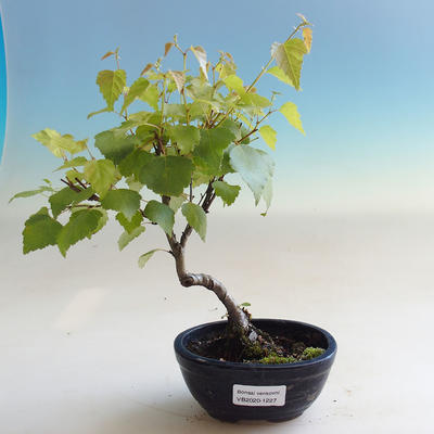 Outdoor bonsai - Betula verrucosa - Biała brzoza