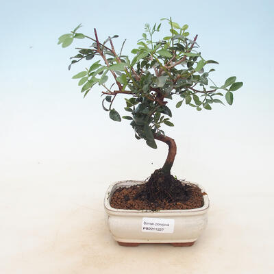 Pokojowe pistacje bonsai - 1