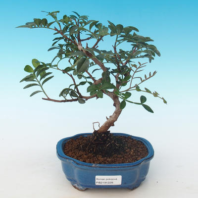 Indoor bonsai-Pistachio PB2191228 - 1
