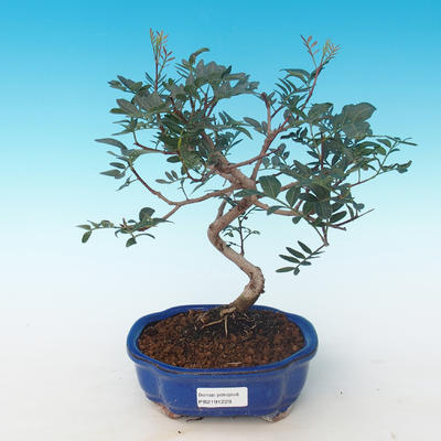 Indoor bonsai-Pistachio PB2191229 - 1