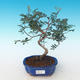 Indoor bonsai-Pistachio PB2191229 - 1/3