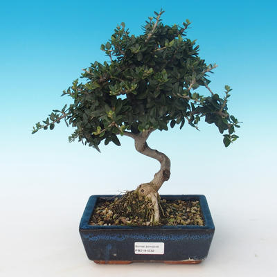 Kryty bonsai - Olea europaea sylvestris -Oliva Europejski mały liść PB2191232 - 1