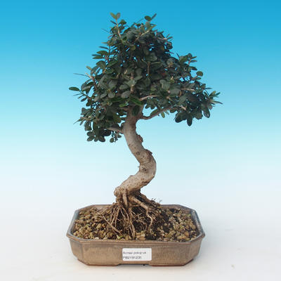Kryty bonsai - Olea europaea sylvestris -Oliva Europejski mały liść PB2191235 - 1