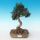 Kryty bonsai - Olea europaea sylvestris -Oliva Europejski mały liść PB2191235 - 1/5