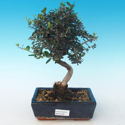 Kryty bonsai - Olea europaea sylvestris -Oliva Europejski mały liść PB2191236 - 1