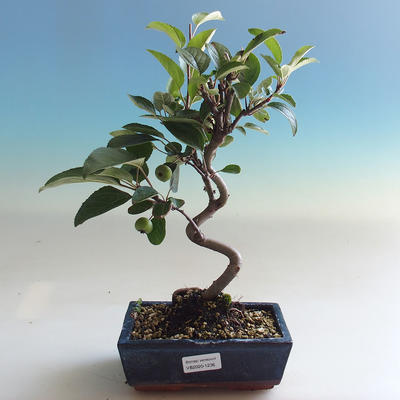 Outdoor bonsai - Malus halliana - jabłoń o małych owocach - 1