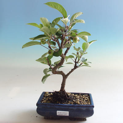 Outdoor bonsai - Malus halliana - jabłoń o małych owocach - 1