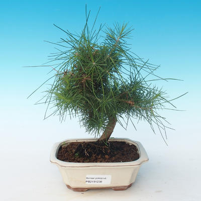Kryty sosna bonsai-Pinus halepensis-Aleppo 405-PB2191238